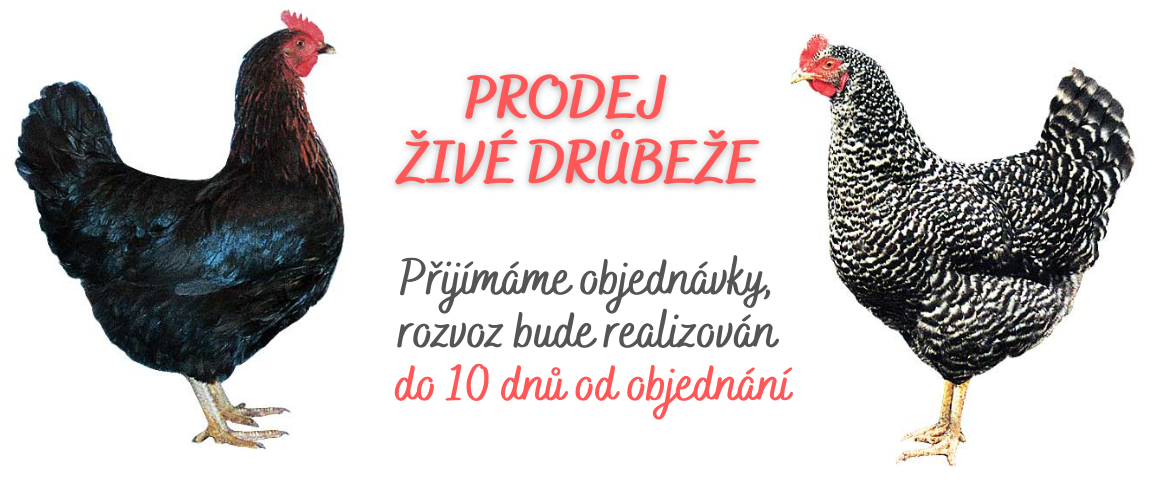 Kopie návrhu ZOODUM - 10 dnů